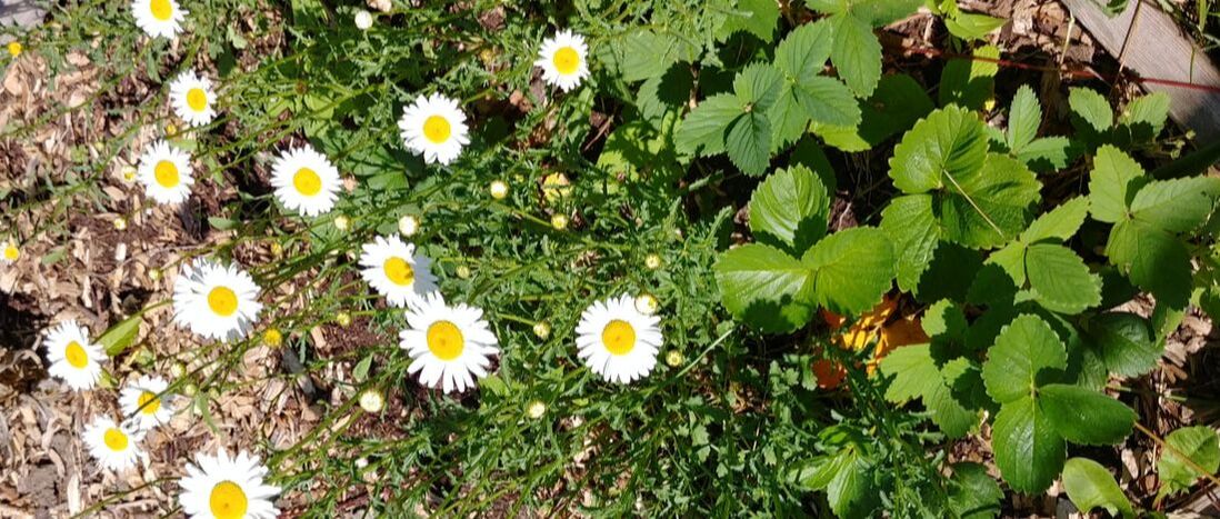 daisies and strawberries 1